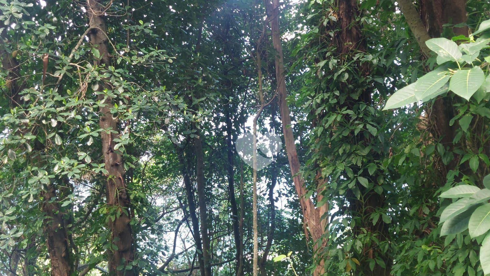 Terreno à venda, 657 m² por R$ 1.585.000,00 - Piraquara (Cunhambebe) - Angra dos Reis/RJ — foto 3